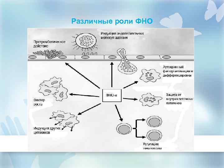 Различные роли ФНО 