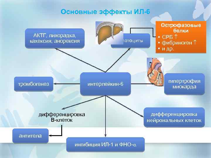 Основные эффекты ИЛ-6 АКТГ, лихорадка, кахексия, анорексия тромбогенез гепатоциты интерлейкин-6 дифференцировка В-клеток антитела ингибиция