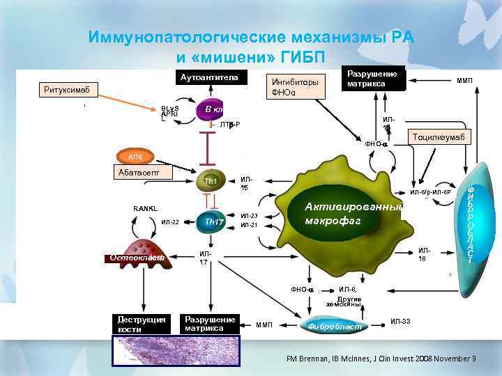 Иммунопатологические механизмы РА и «мишени» ГИБП Аутоантитела Ингибиторы ФНОα Ритуксимаб Белилума б Атацисе пт