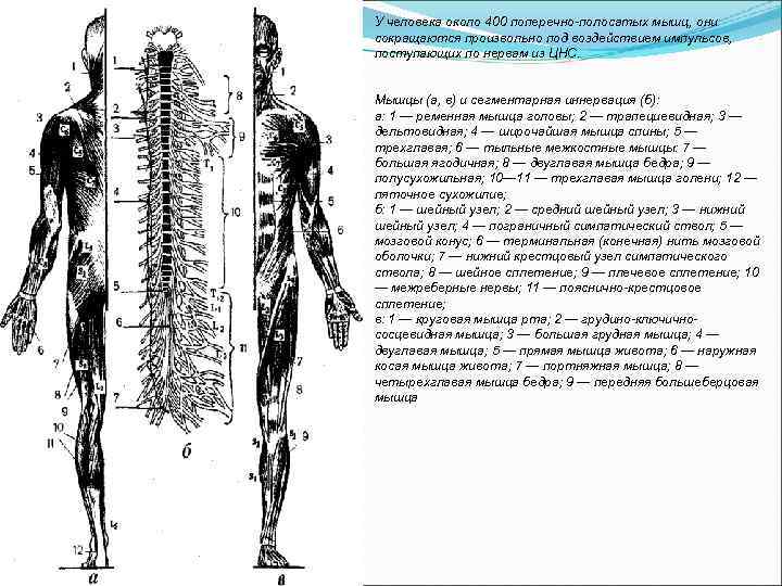 У человека около 400 поперечно-полосатых мышц, они сокращаются произвольно под воздействием импульсов, поступающих по