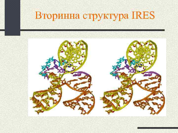 Вторинна структура IRES 