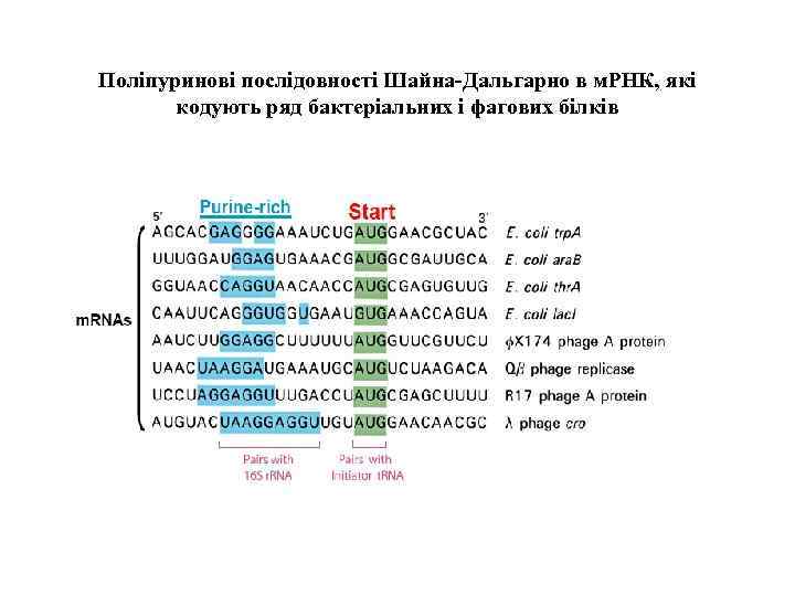 Поліпуринові послідовності Шайна-Дальгарно в м. РНК, які кодують ряд бактеріальних і фагових білків 