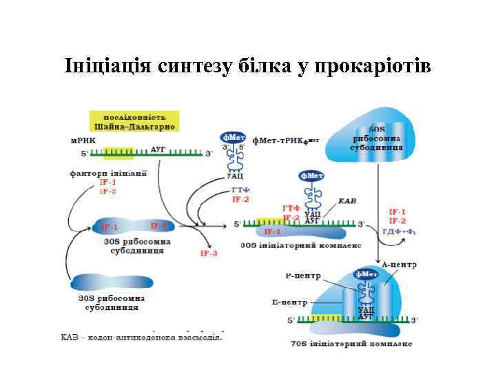Ініціація синтезу білка у прокаріотів 