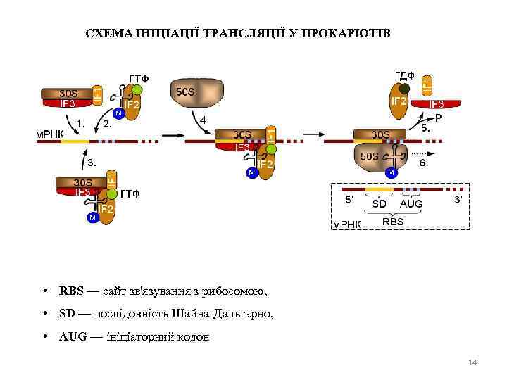 СХЕМА ІНІЦІАЦІЇ ТРАНСЛЯЦІЇ У ПРОКАРІОТІВ • RBS — сайт зв'язування з рибосомою, • SD