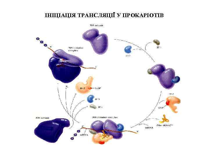 ІНІЦІАЦІЯ ТРАНСЛЯЦІЇ У ПРОКАРІОТІВ 