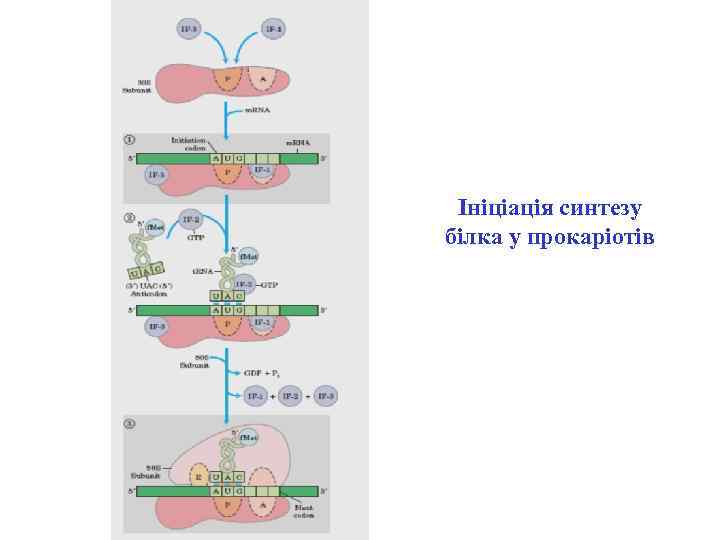 Ініціація синтезу білка у прокаріотів 