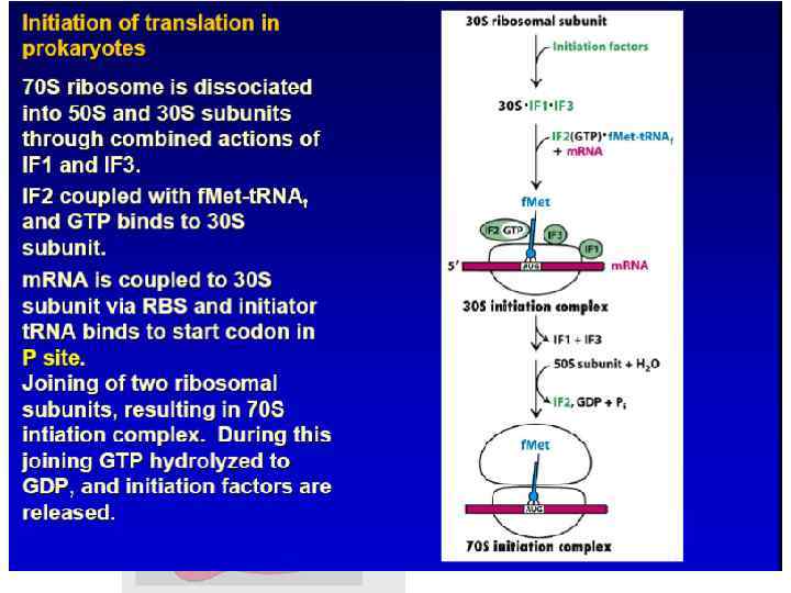 Ініціація синтезу білка у прокаріотів 