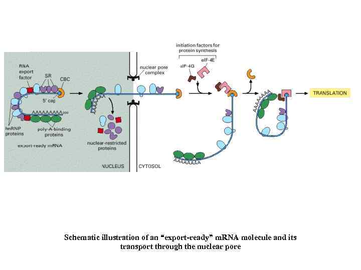  Schematic illustration of an “export-ready” m. RNA molecule and its transport through the