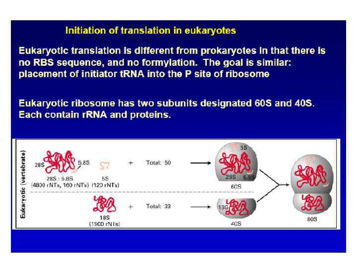 ІНІЦІАЦІЯ ТРАНСЛЯЦІЇ У ЕУКАРІОТІВ 