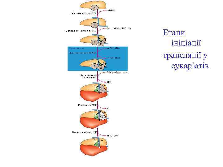 Етапи ініціації трансляції у еукаріотів 