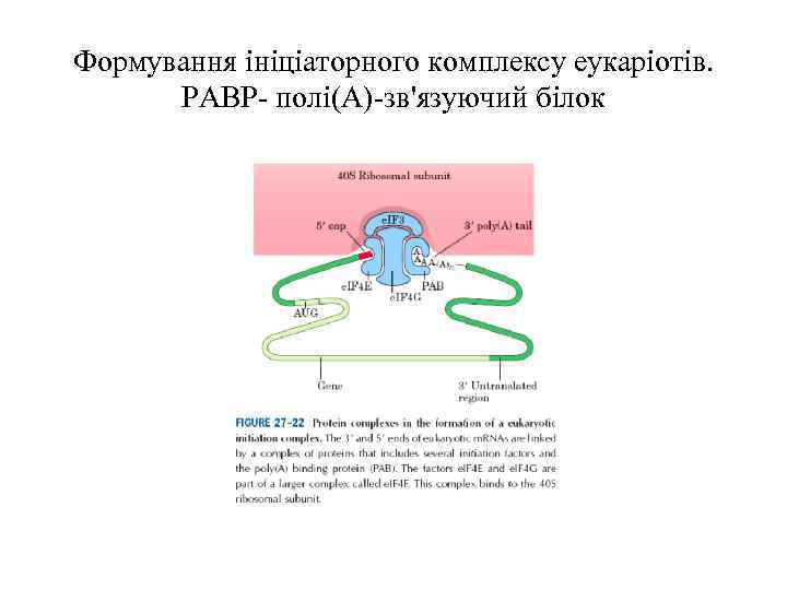 Формування ініціаторного комплексу еукаріотів. РАВР- полі(А)-зв'язуючий білок 