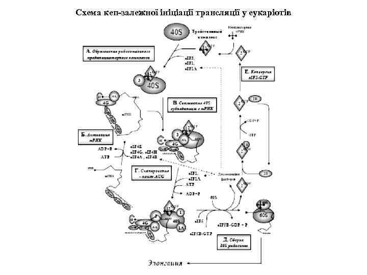 Схема кеп-залежної ініціації трансляції у еукаріотів 