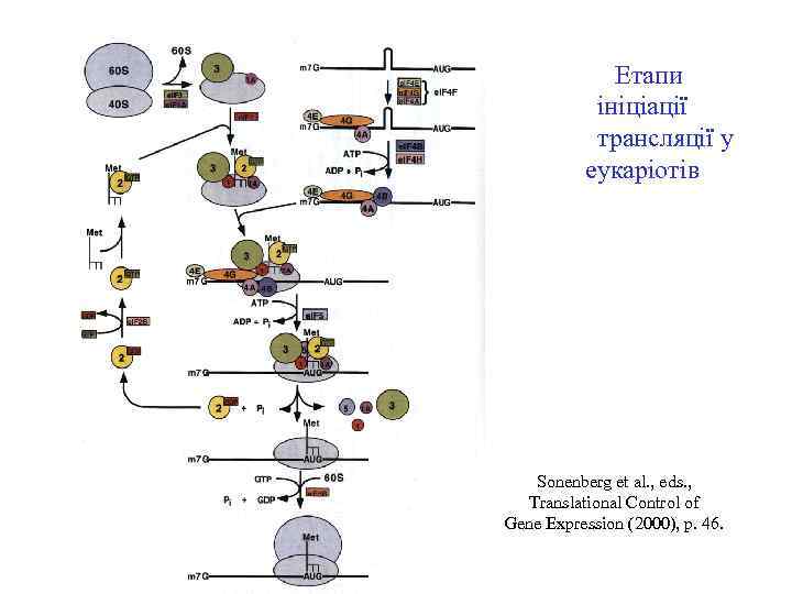 Етапи ініціації трансляції у еукаріотів Sonenberg et al. , eds. , Translational Control of