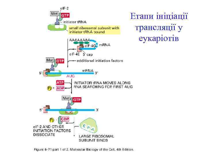 Етапи ініціації трансляції у еукаріотів 