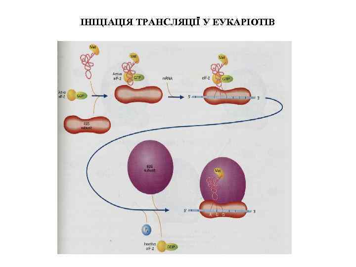 ІНІЦІАЦІЯ ТРАНСЛЯЦІЇ У ЕУКАРІОТІВ 