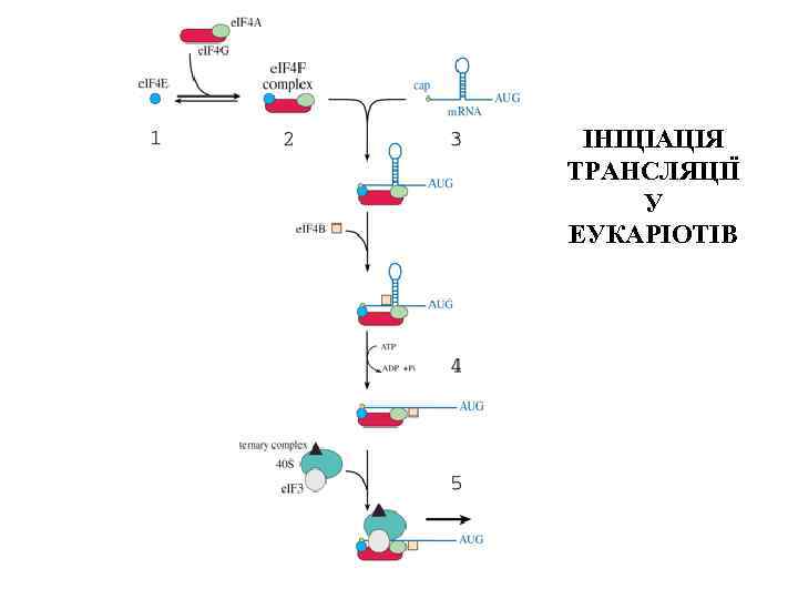 ІНІЦІАЦІЯ ТРАНСЛЯЦІЇ У ЕУКАРІОТІВ 