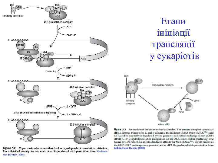 Етапи ініціації трансляції у еукаріотів 