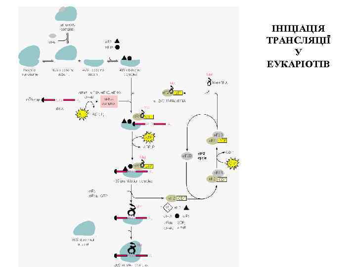 ІНІЦІАЦІЯ ТРАНСЛЯЦІЇ У ЕУКАРІОТІВ 