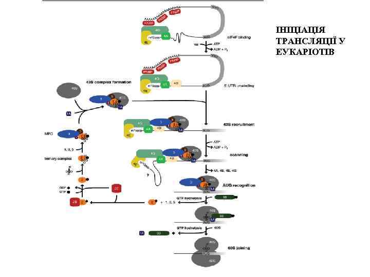 ІНІЦІАЦІЯ ТРАНСЛЯЦІЇ У ЕУКАРІОТІВ 
