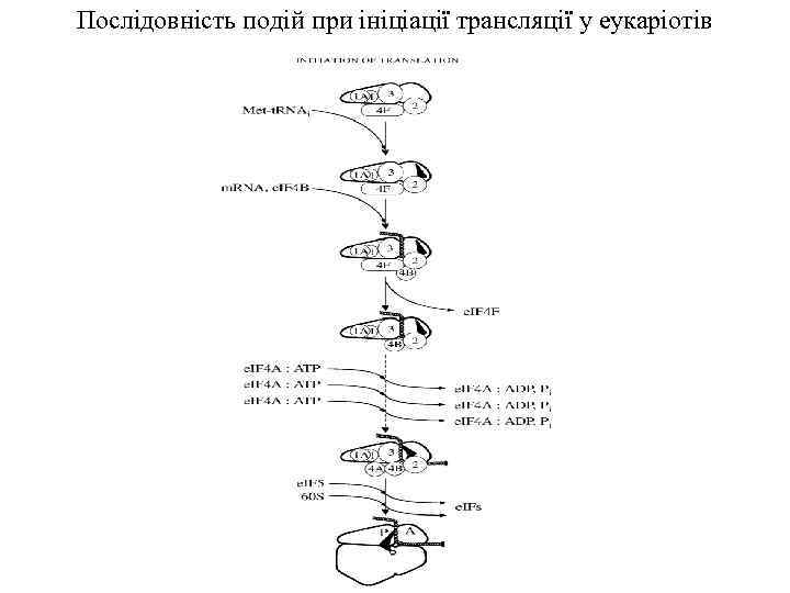 Послідовність подій при ініціації трансляції у еукаріотів 