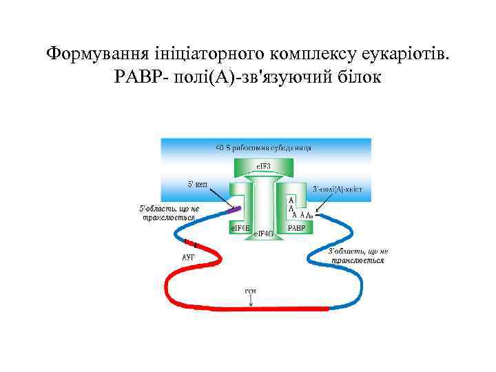 Формування ініціаторного комплексу еукаріотів. РАВР- полі(А)-зв'язуючий білок 