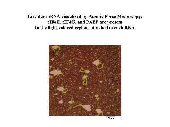Circular m. RNA visualized by Atomic Force Microscopy; e. IF 4 E, e. IF