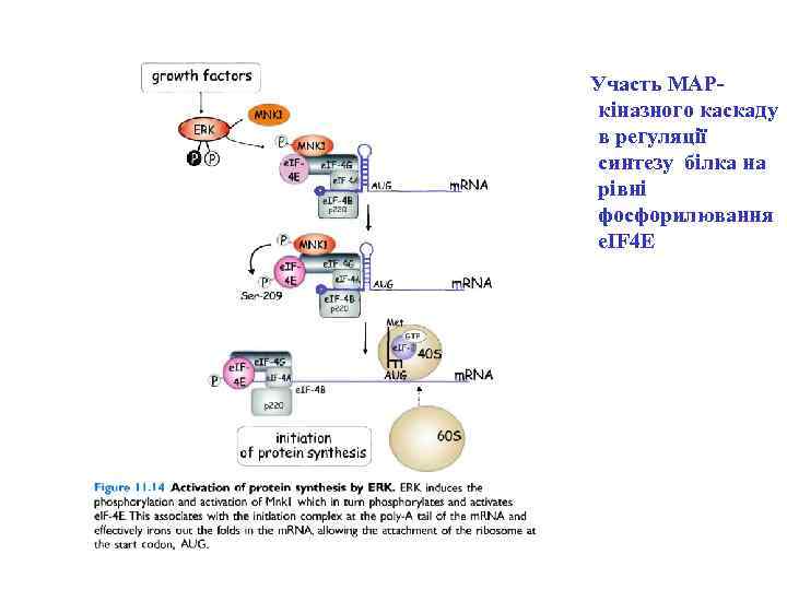  Участь MAPкіназного каскаду в регуляції синтезу білка на рівні фосфорилювання e. IF 4