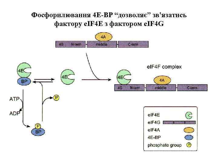 Фосфорилювання 4 Е-ВР “дозволяє” зв'язатись фактору e. IF 4 E з фактором e. IF
