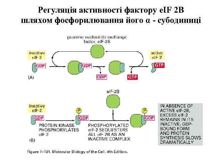 Регуляція активності фактору e. IF 2 B шляхом фосфорилювання його α - субодиниці 
