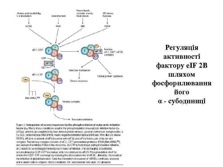 Регуляція активності фактору e. IF 2 B шляхом фосфорилювання його α - субодиниці 