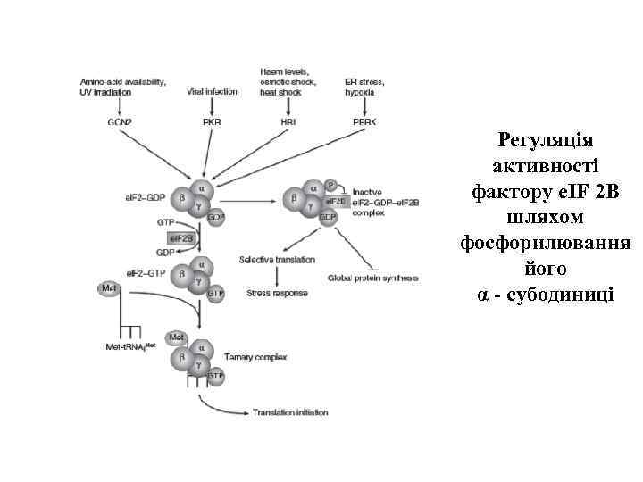 Регуляція активності фактору e. IF 2 B шляхом фосфорилювання його α - субодиниці 