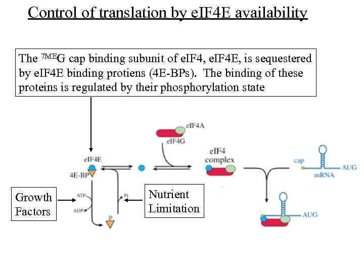 Control of translation by e. IF 4 E availability The 7 MEG cap binding
