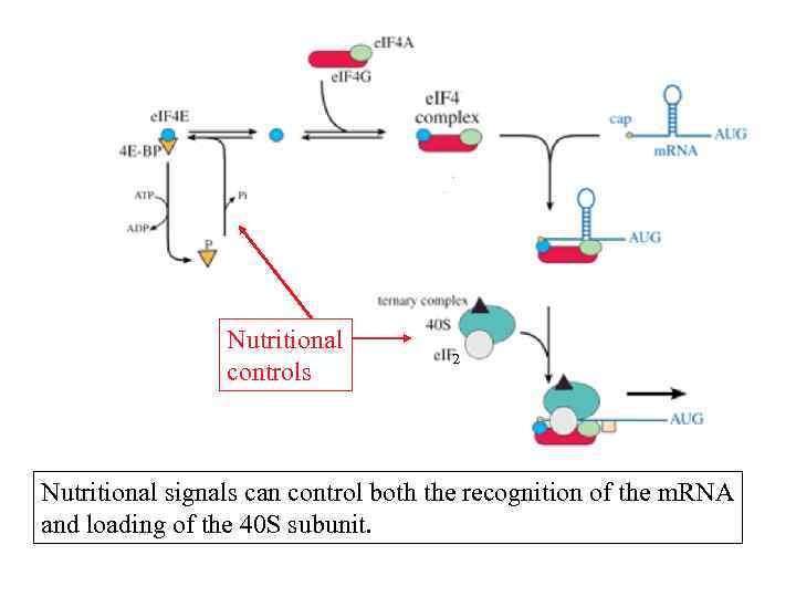 Nutritional controls 2 Nutritional signals can control both the recognition of the m. RNA