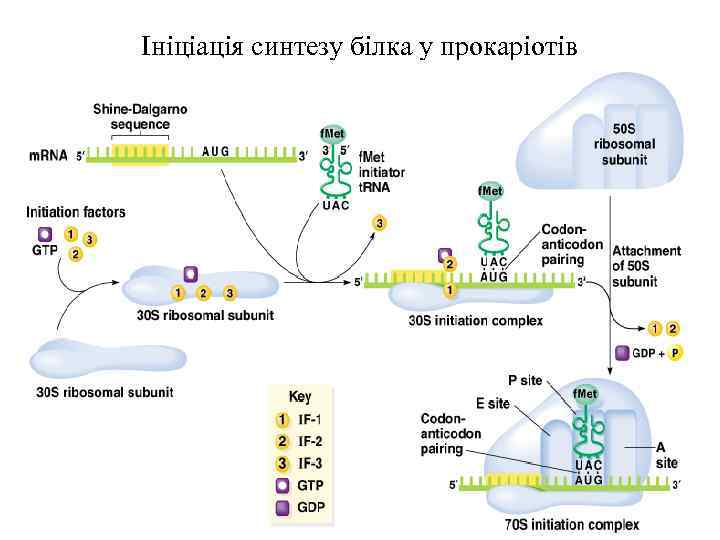 Ініціація синтезу білка у прокаріотів 