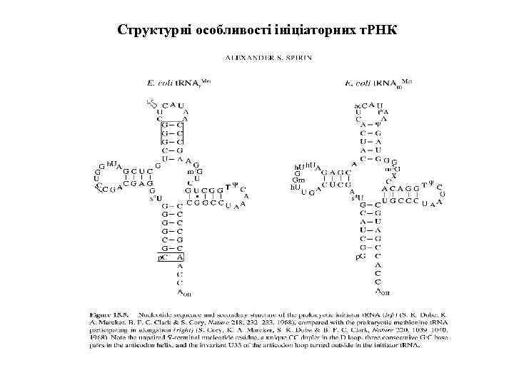 Структурні особливості ініціаторних т. РНК 