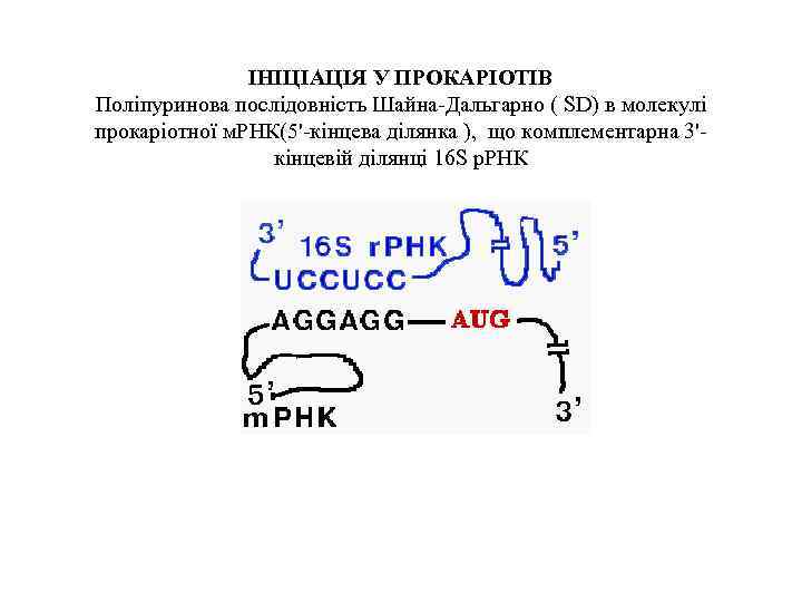 ІНІЦІАЦІЯ У ПРОКАРІОТІВ Поліпуринова послідовність Шайна-Дальгарно ( SD) в молекулі прокаріотної м. РНК(5'-кінцева ділянка