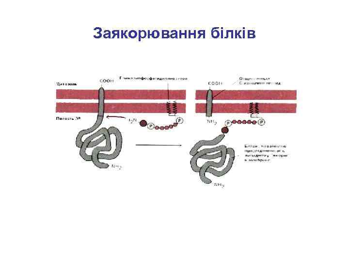 Заякорювання білків 