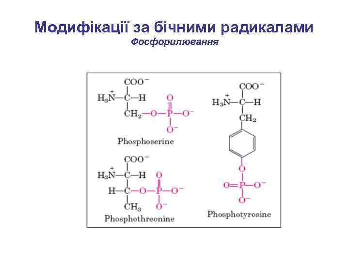 Модифікації за бічними радикалами Фосфорилювання 