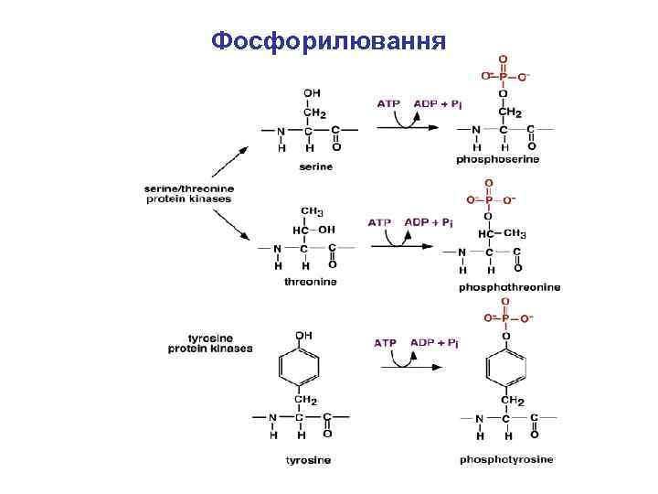 Фосфорилювання 