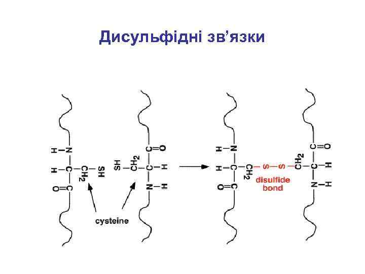 Дисульфідні зв’язки 