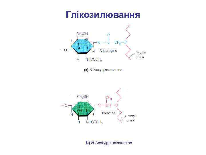 Глікозилювання b) N-Acetylgalactosamine 