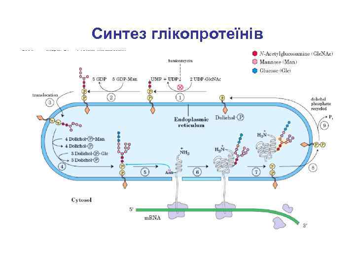 Синтез глікопротеїнів 