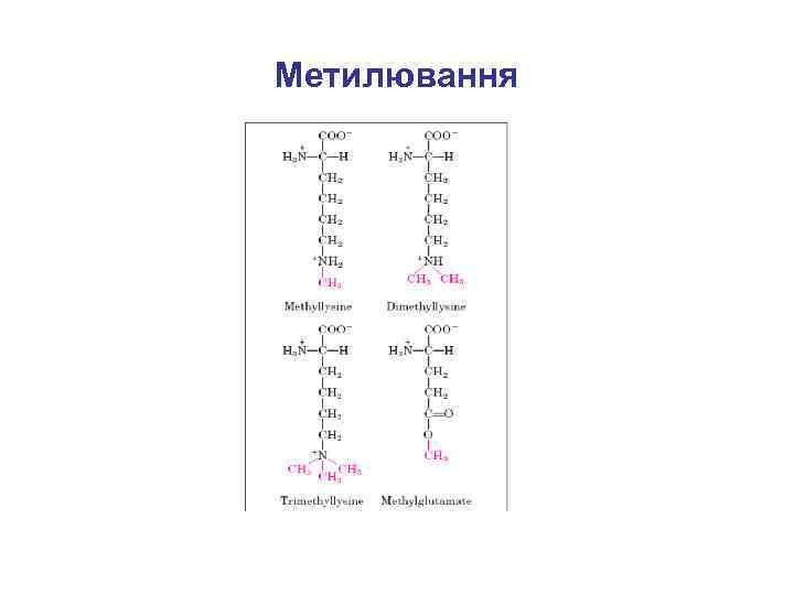 Метилювання 