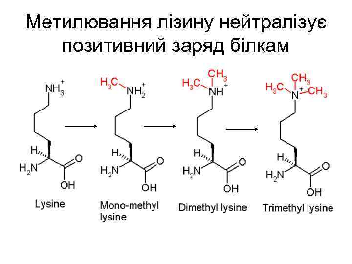 Метилювання лізину нейтралізує позитивний заряд білкам 