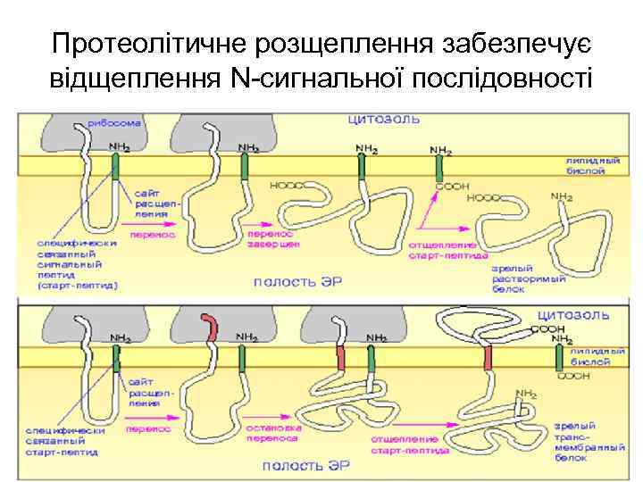 Протеолітичне розщеплення забезпечує відщеплення N-сигнальної послідовності 