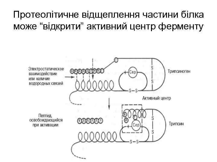 Протеолітичне відщеплення частини білка може “відкрити” активний центр ферменту 