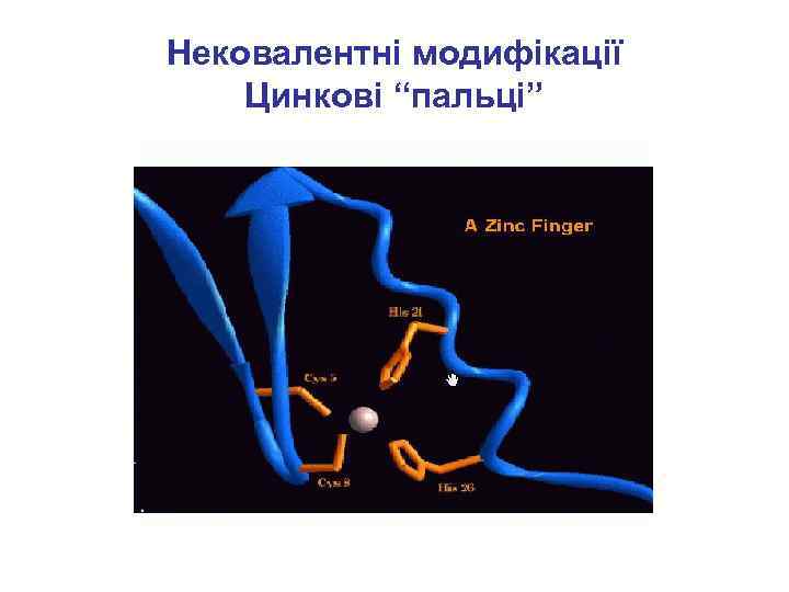Нековалентні модифікації Цинкові “пальці” 