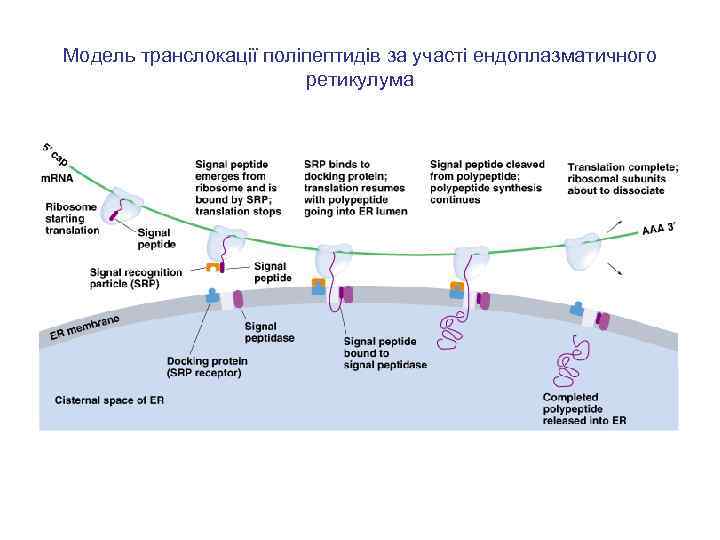 Модель транслокації поліпептидів за участі ендоплазматичного ретикулума 