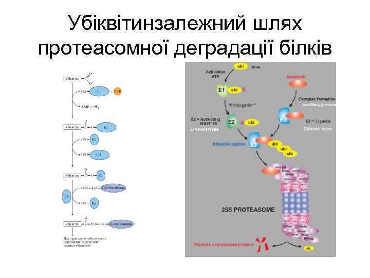 Убіквітинзалежний шлях протеасомної деградації білків 