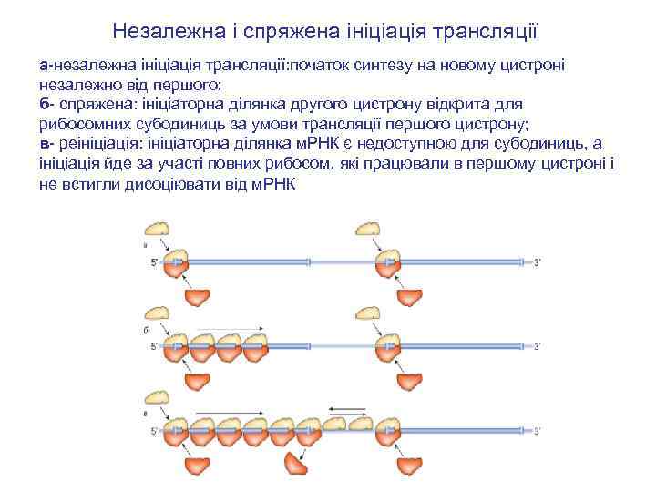 Незалежна і спряжена ініціація трансляції а-незалежна ініціація трансляції: початок синтезу на новому цистроні незалежно
